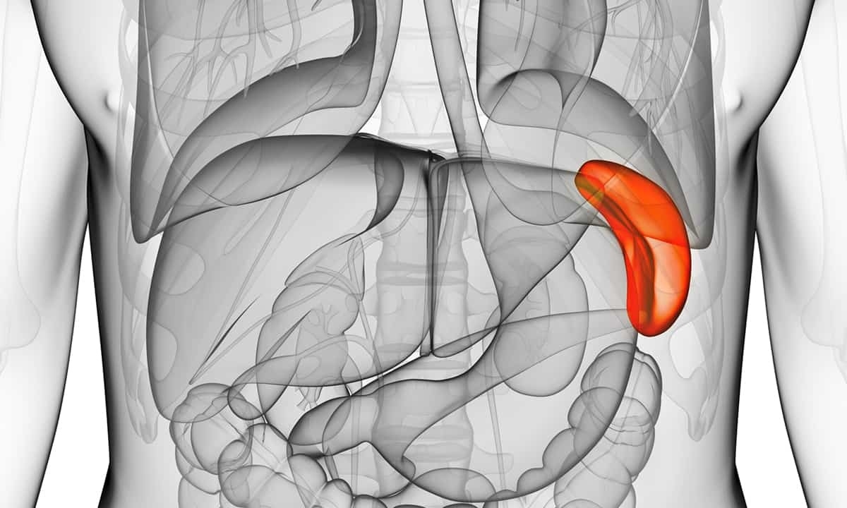 5 Kebiasaan Buruk yang Harus Dihindari untuk Limpa Sehat