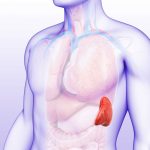 5 Vitamin Penting untuk Menunjang Fungsi Limpa