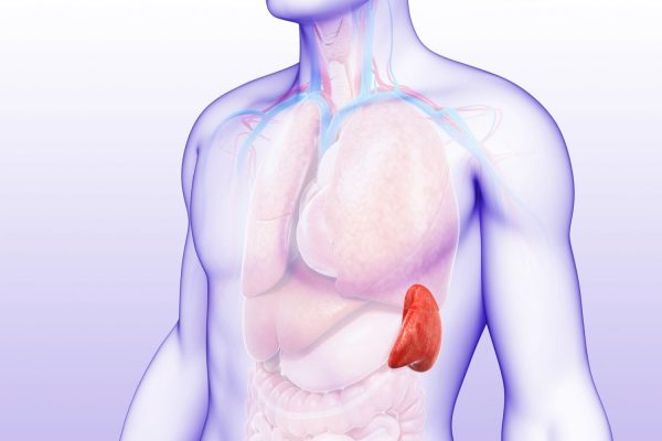 5 Vitamin Penting untuk Menunjang Fungsi Limpa 5 Vitamin Penting untuk Menunjang Fungsi Limpa